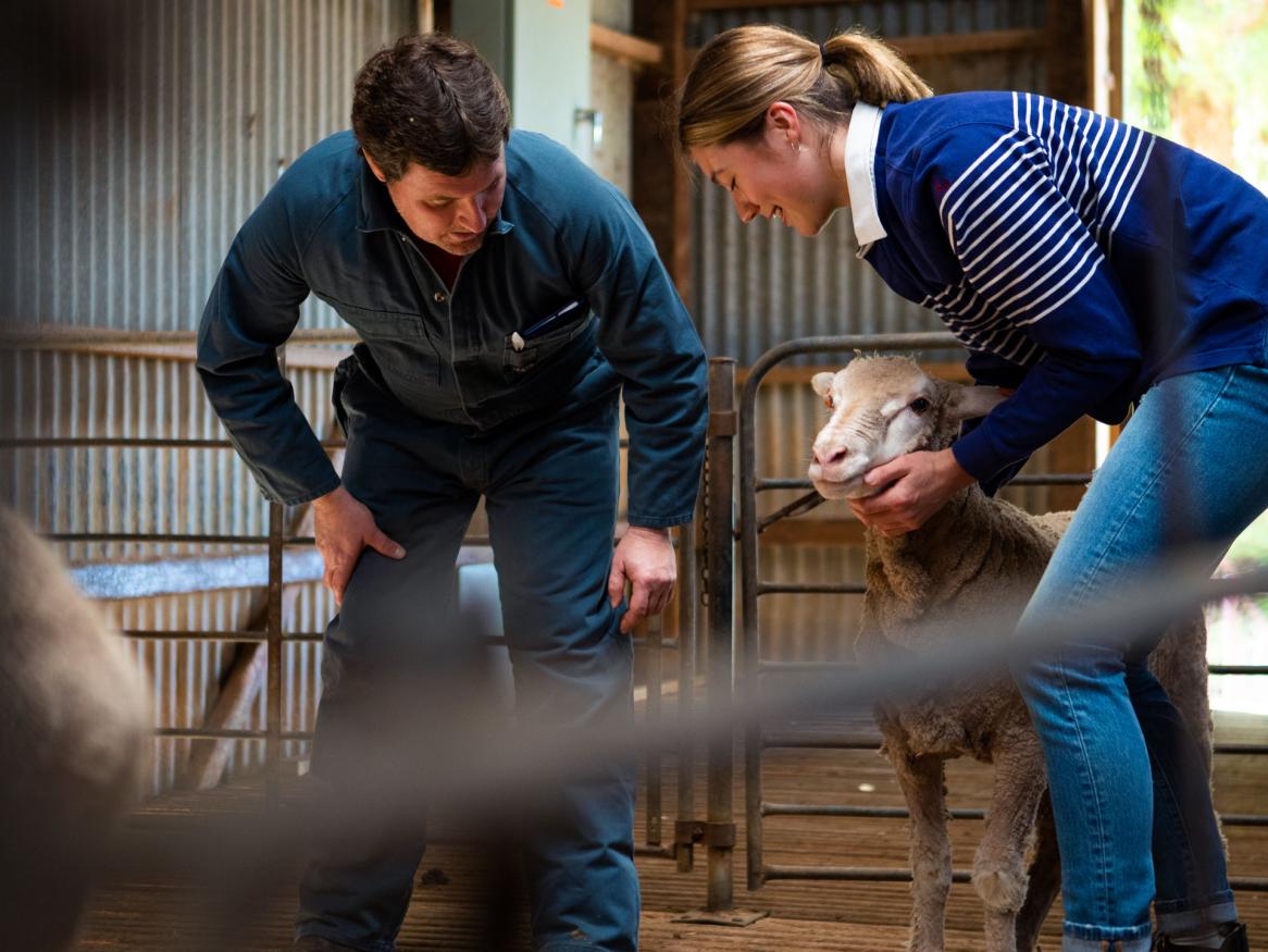 Animal science sheep