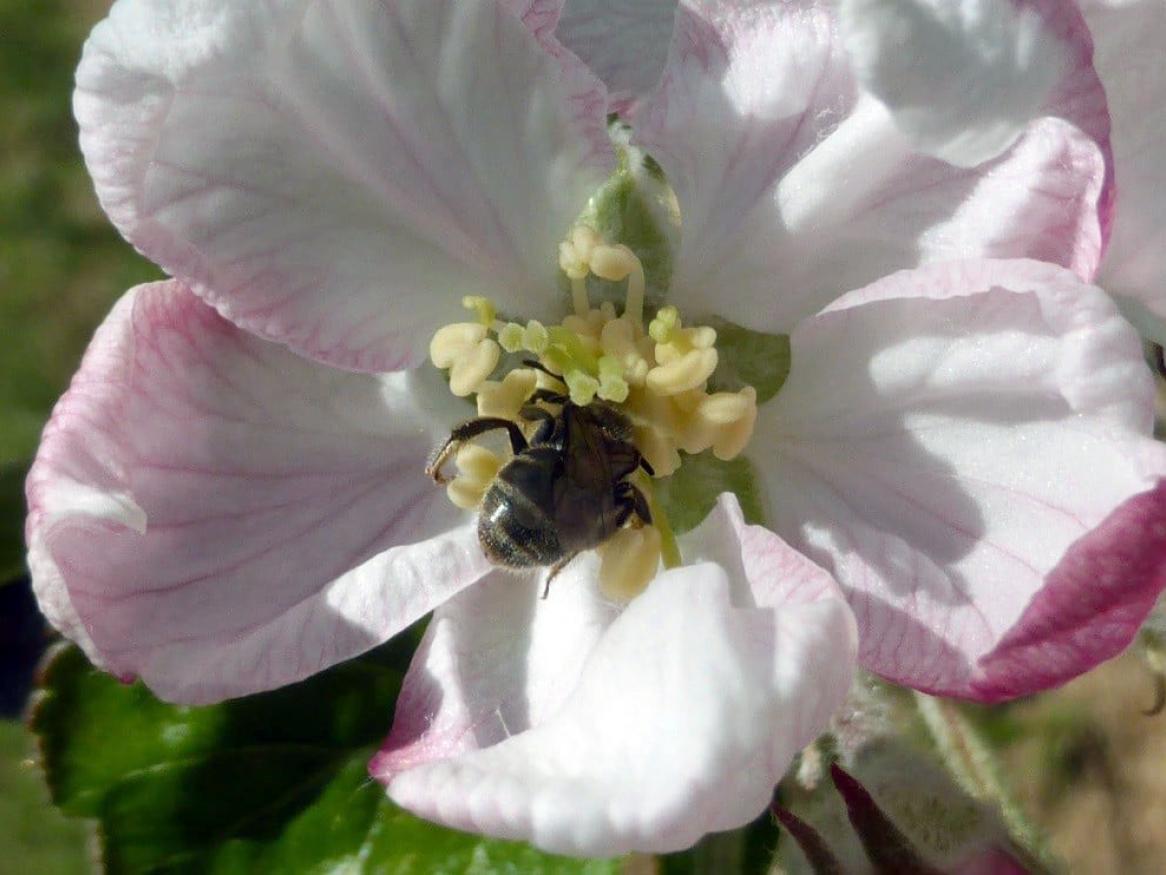 Native Furrow Bee Pollinating apple - M Saunders