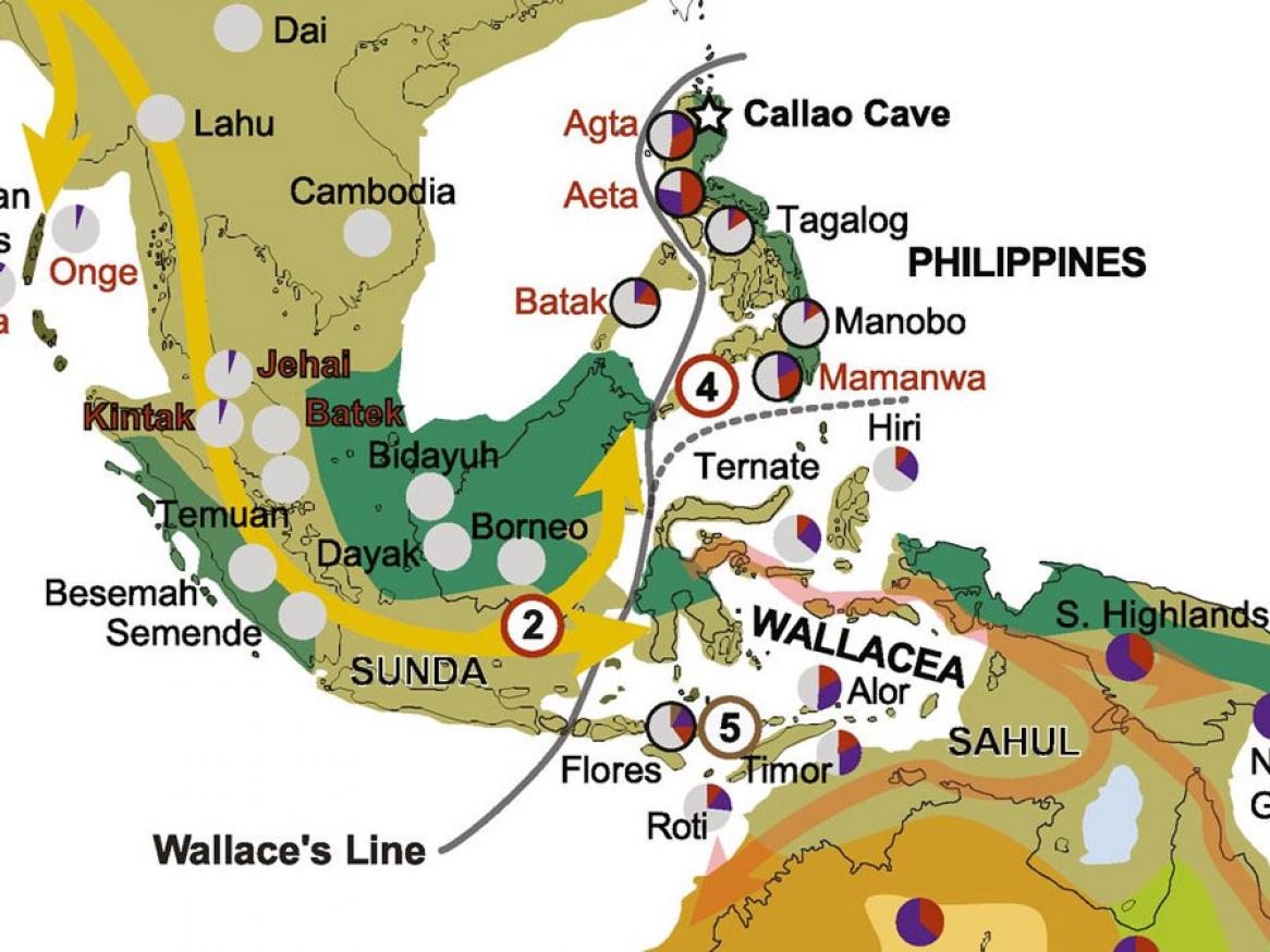 New genetic analysis reveals breeding history of modern humans