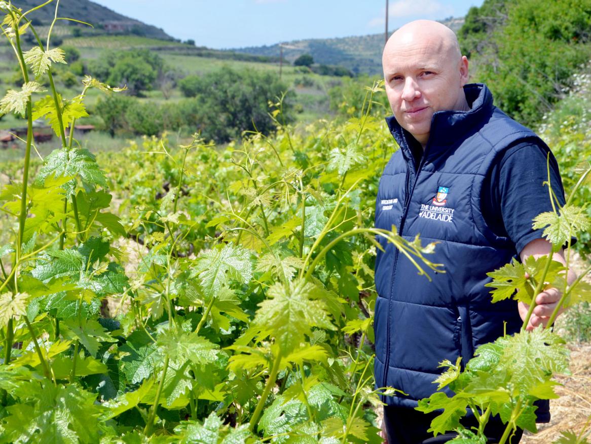 Alex Copper and xynisteri vines
