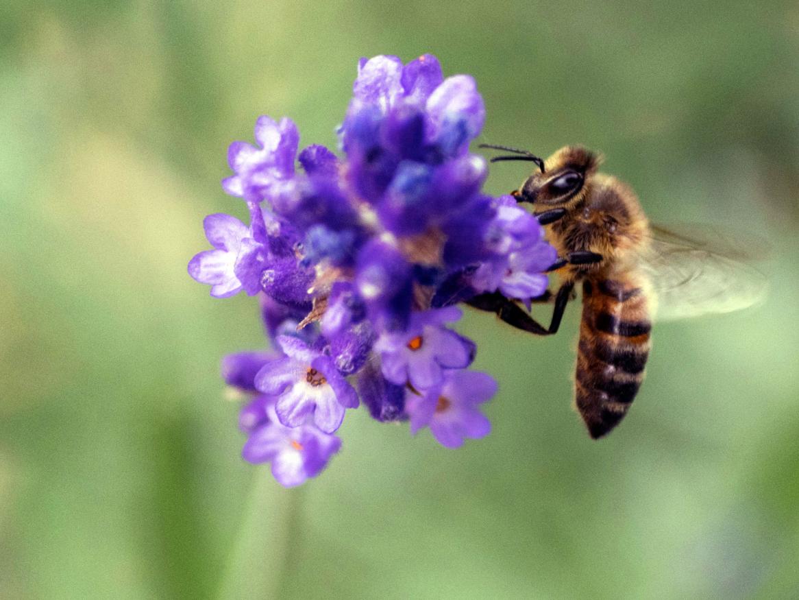 Honey bee