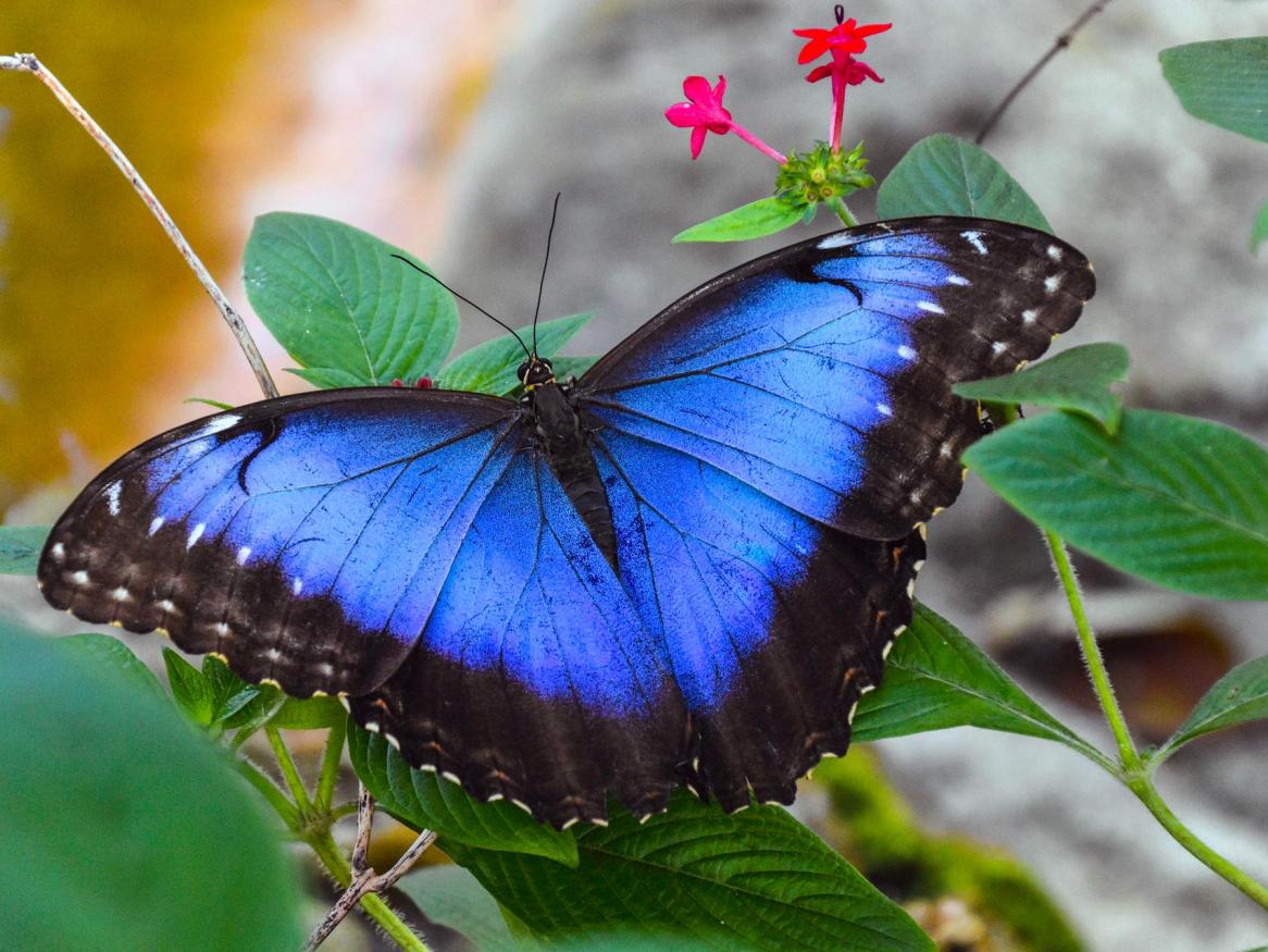 Blue Morpho butterfly