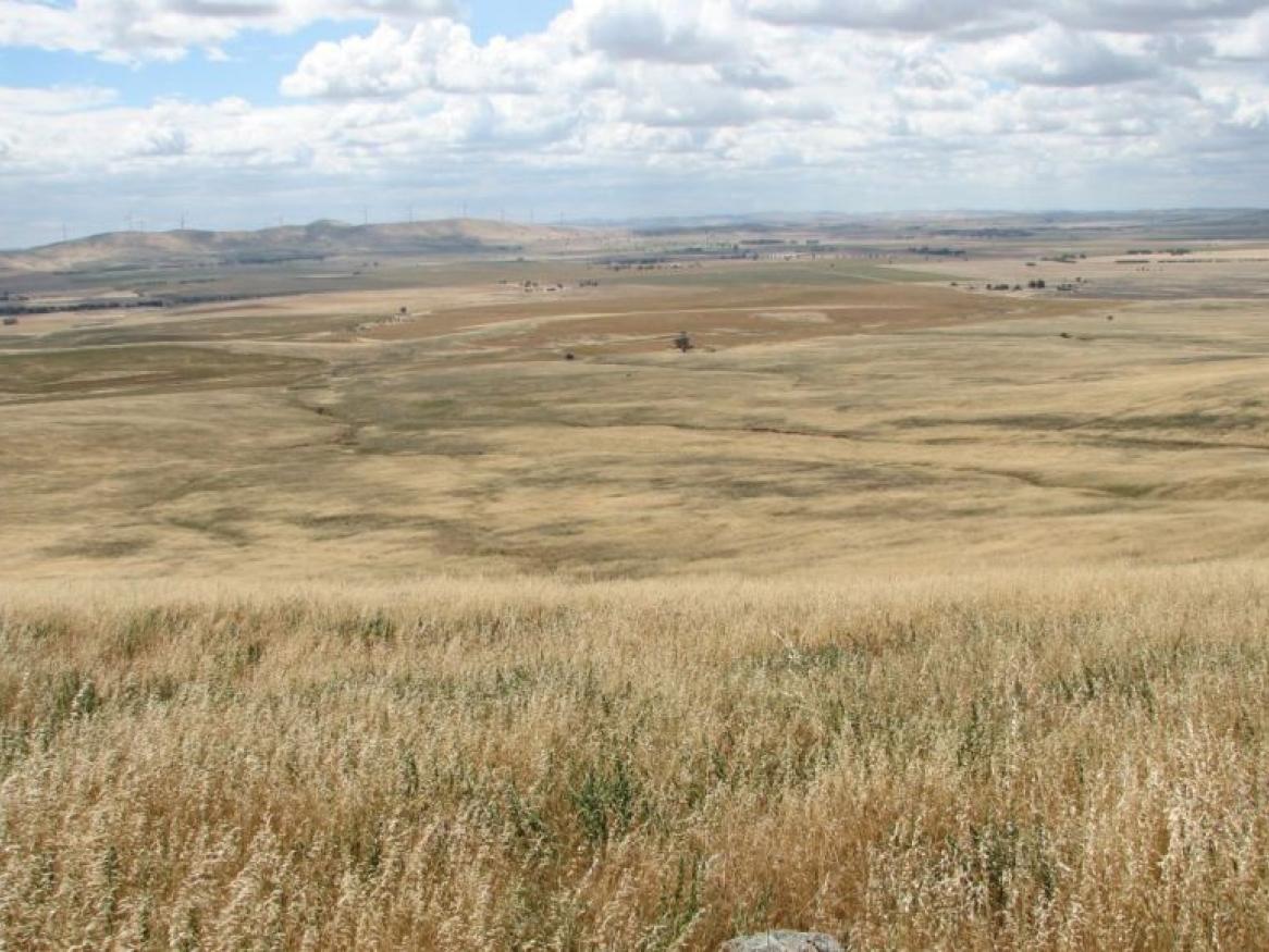 Mokota Conservation Park, a remnant grassland in the mid-north region of South Australia (approximately 160 km north of Adelaide). Photo by Greg Guerin.