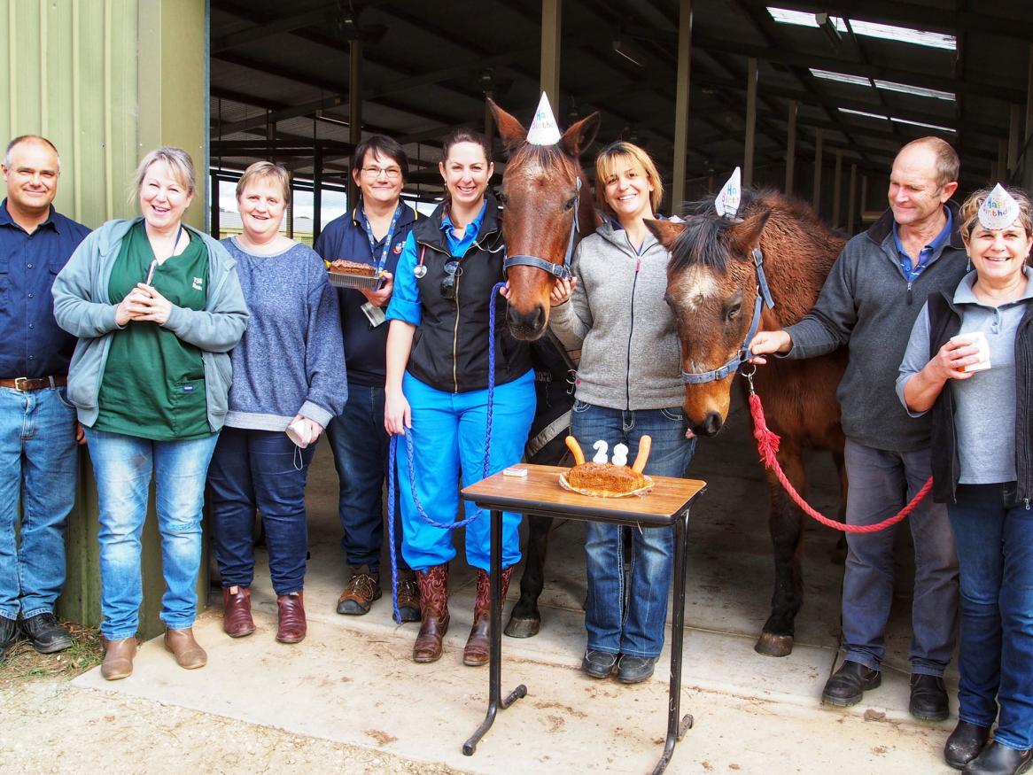 Hip, hip… neigh! Birthday time for the University’s oldest horses at Roseworthy campus