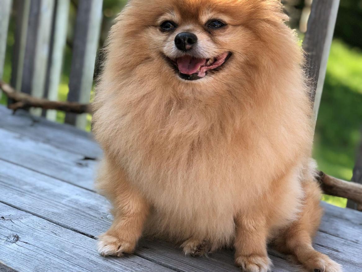 Pomeranian dog