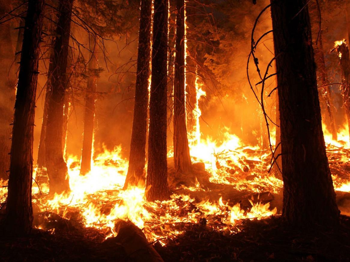 Wildfire
