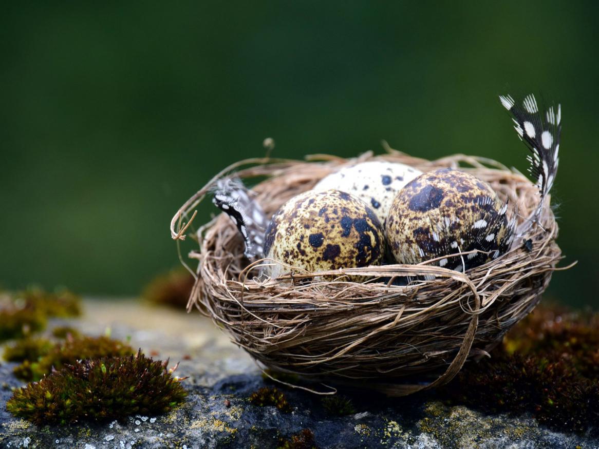 Birds lay eggs with a huge variety of colours and patterns, from immaculate white to a range of blue-greens and reddish browns.