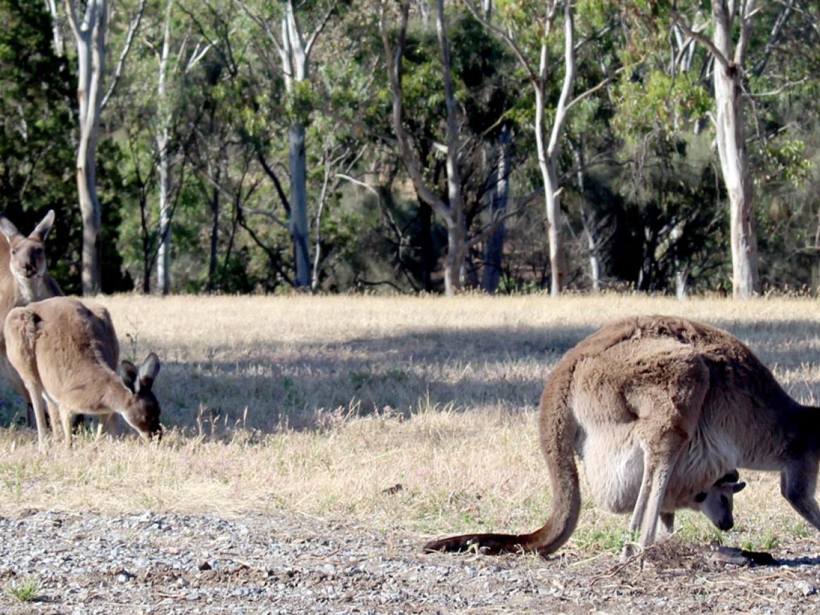 Kangaroos grazing