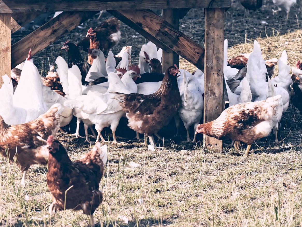 This animal science honours projects aims to determine if gut microbes promote migratory fattening in shorebirds, using commercial broiler chickens as a model.