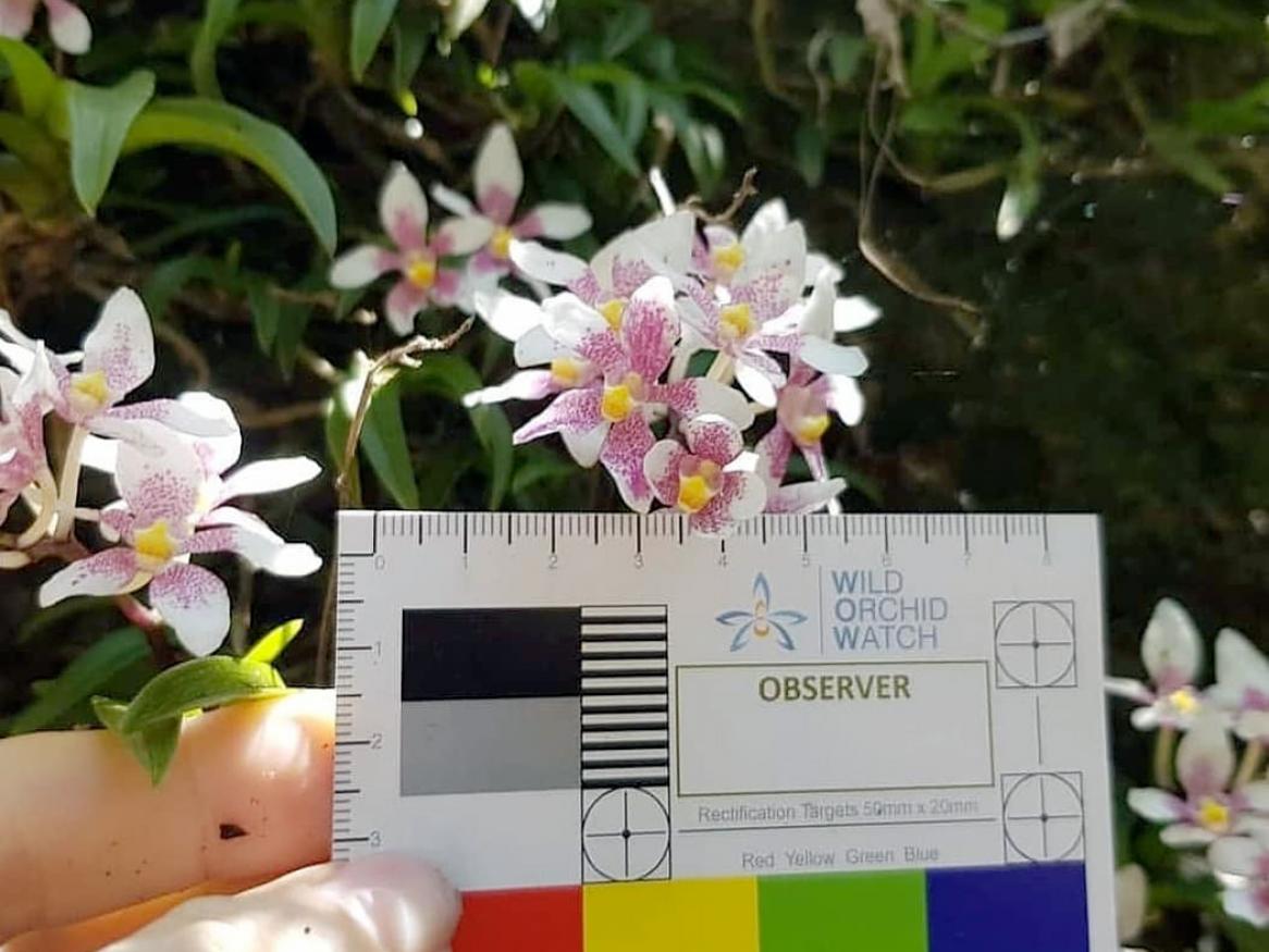 Wild Orchid Watch citizen science