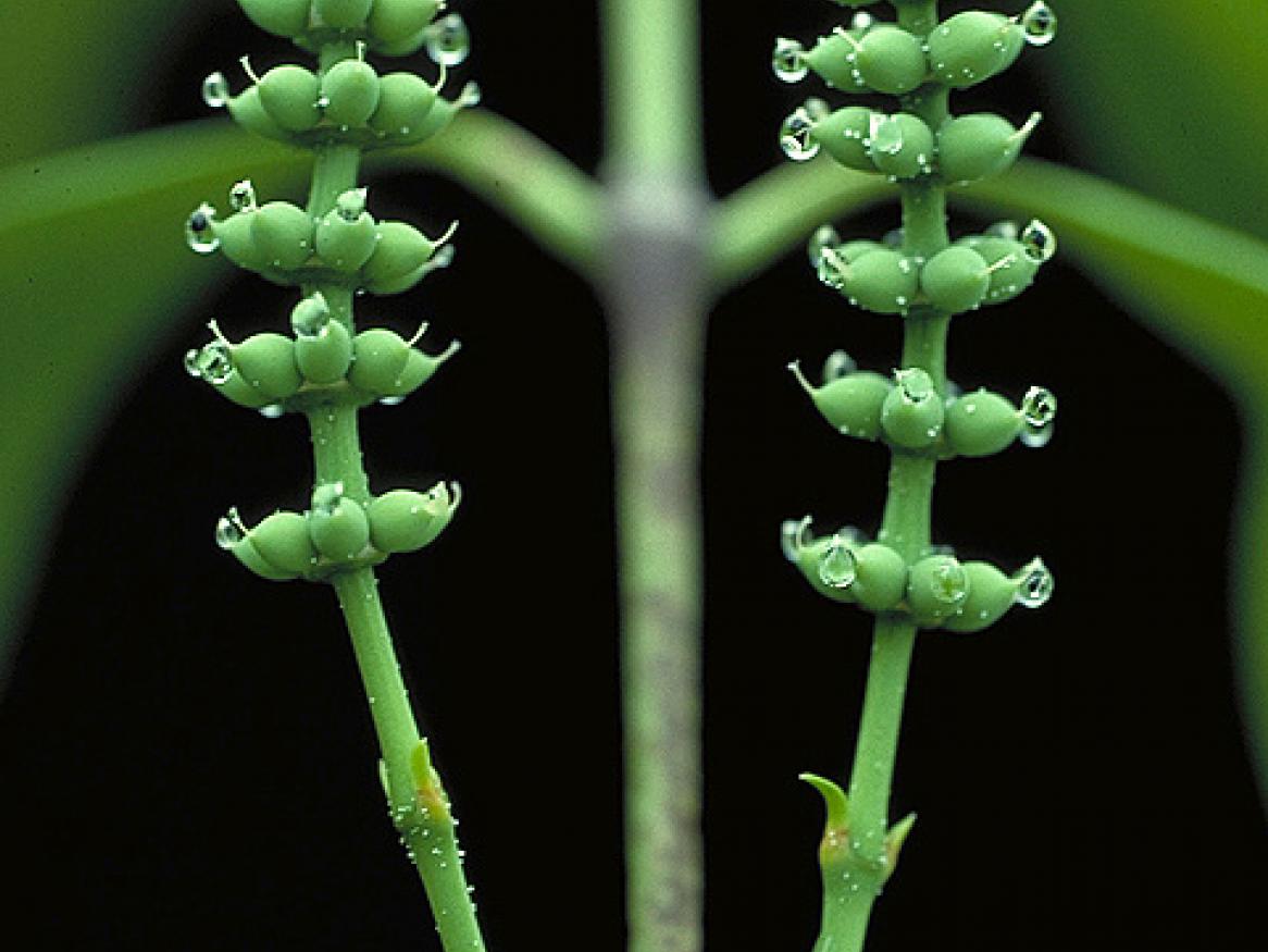 Gnetum gnemon (Nature)