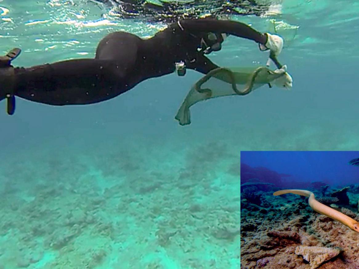 Dr Kate Sanders during her field research. Inset: an olive sea snake (Aipysurus laevis) at Scott Reef in the Timor Sea