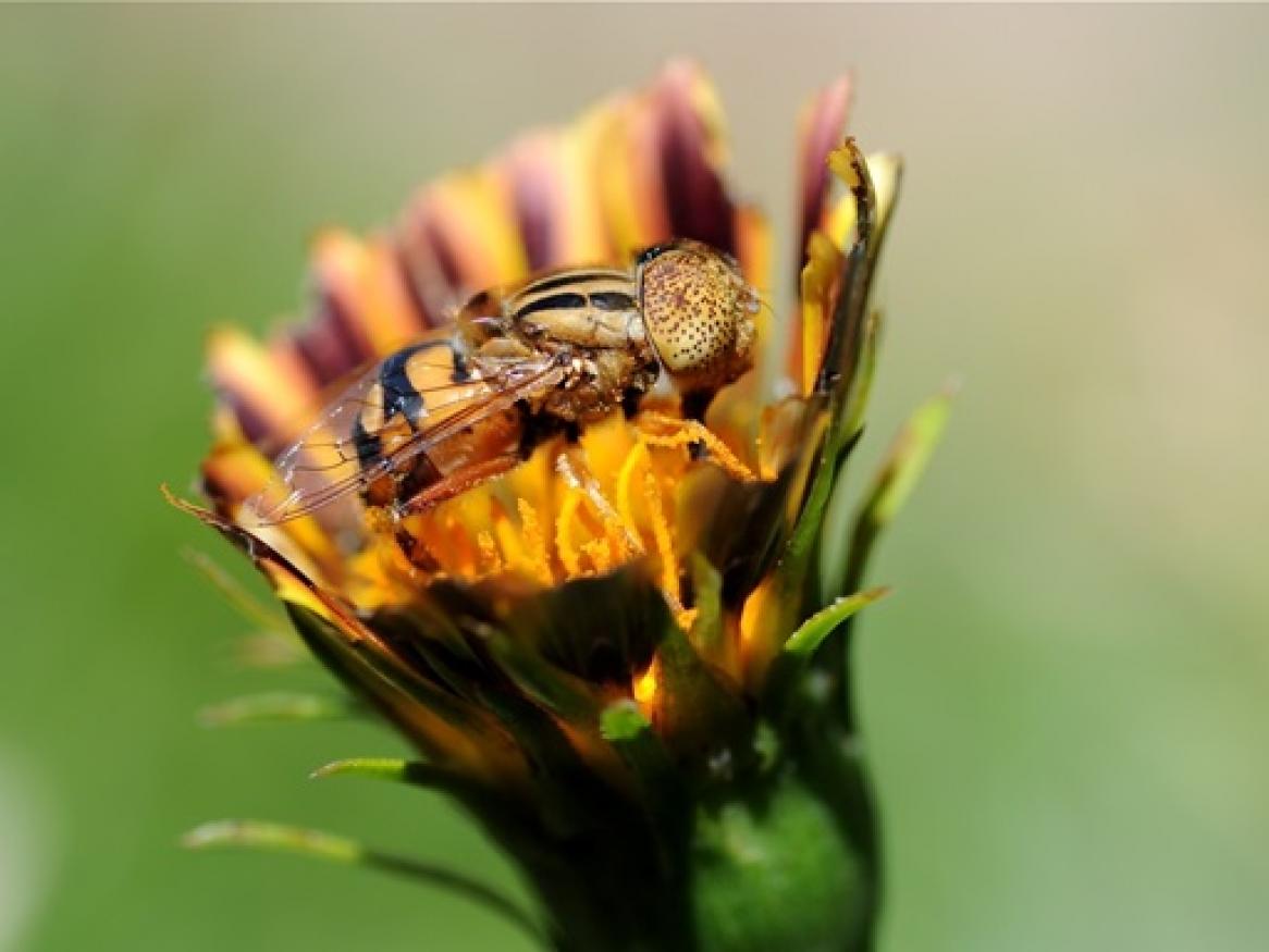 A flower fly. Scientists need help form the public to track insect numbers. Denis Anderson/CSIRO