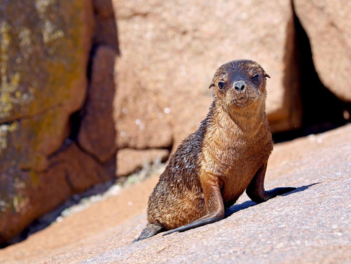 Australian sea lions are in trouble. Their population has never recovered from the impact of the commercial sealing that occurred mainly in the 19th century.