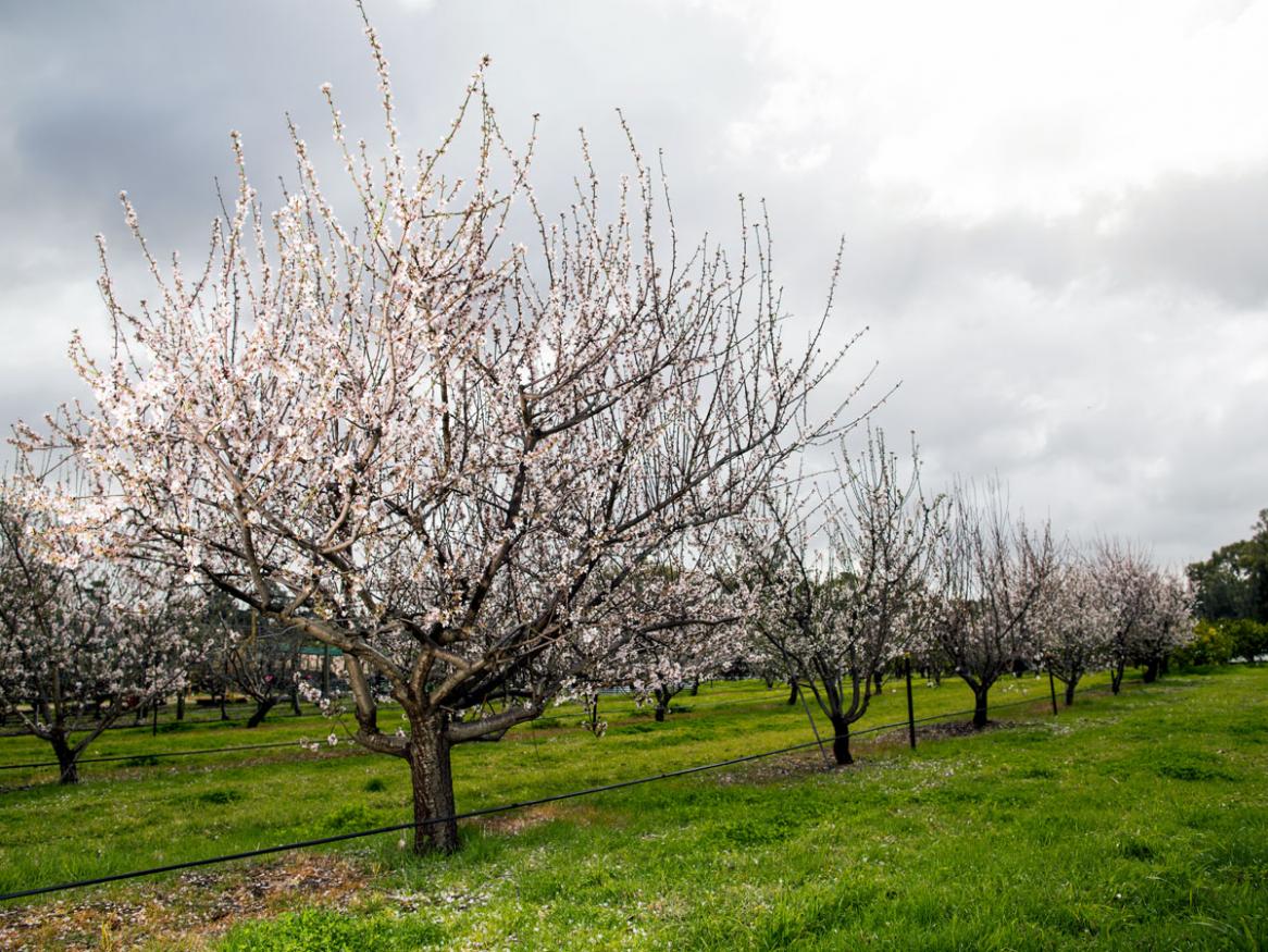 Almond trees