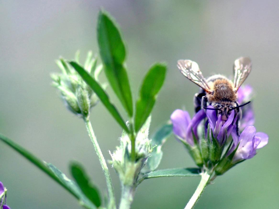 A blue-banded bee drinking nectar from a lucerne flower. Image: Katja Hogendoorn