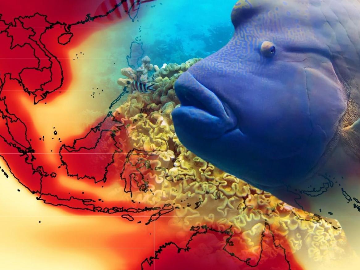 Forecast warming threatens species in biodiversity rich regions, including the Indo–Pacific