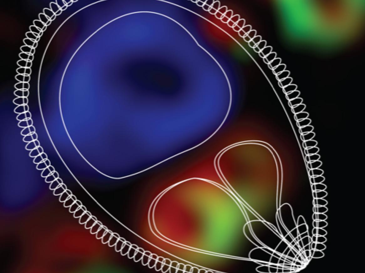 Malaria Biology