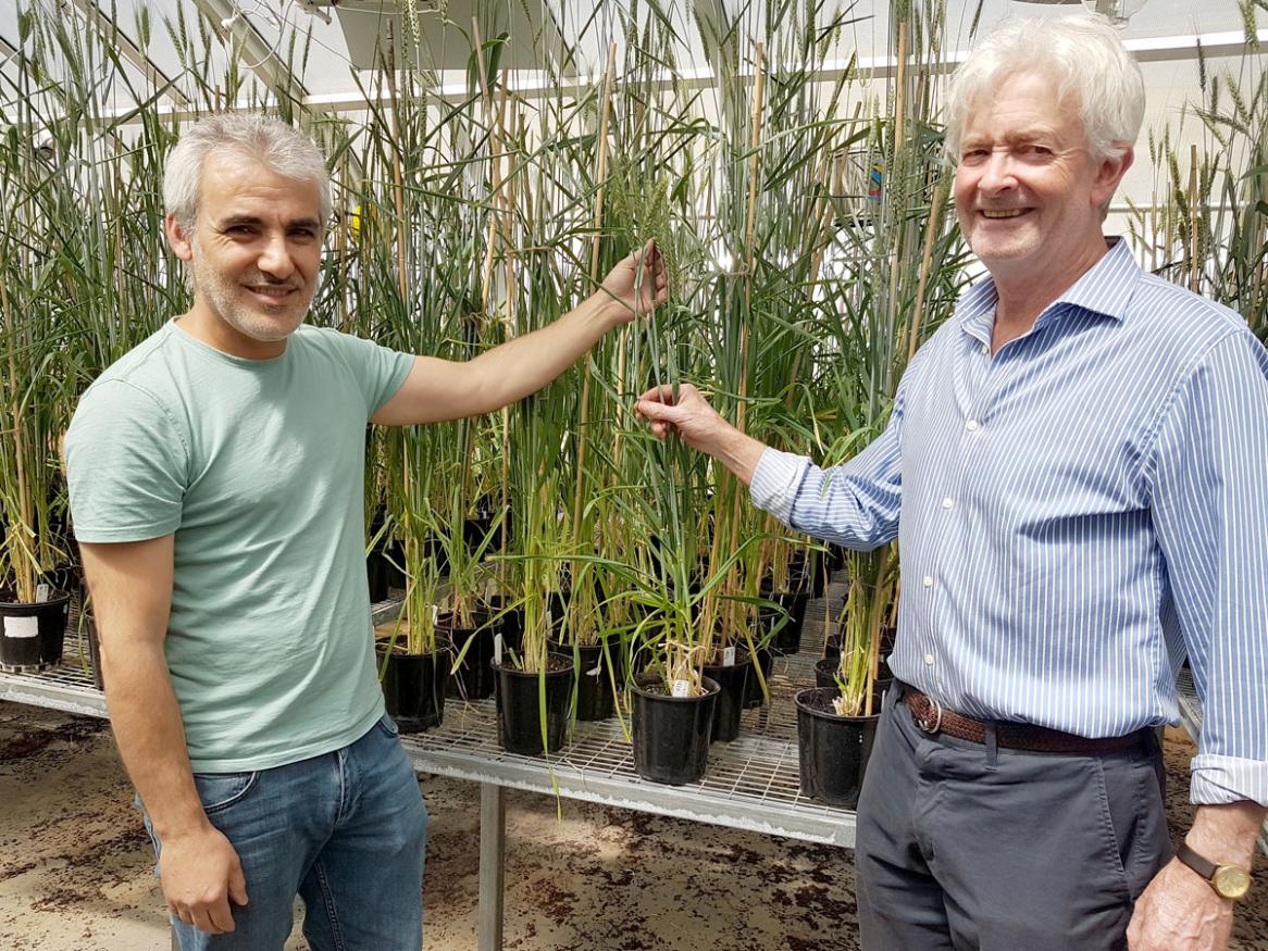 Salt tolerant wheat