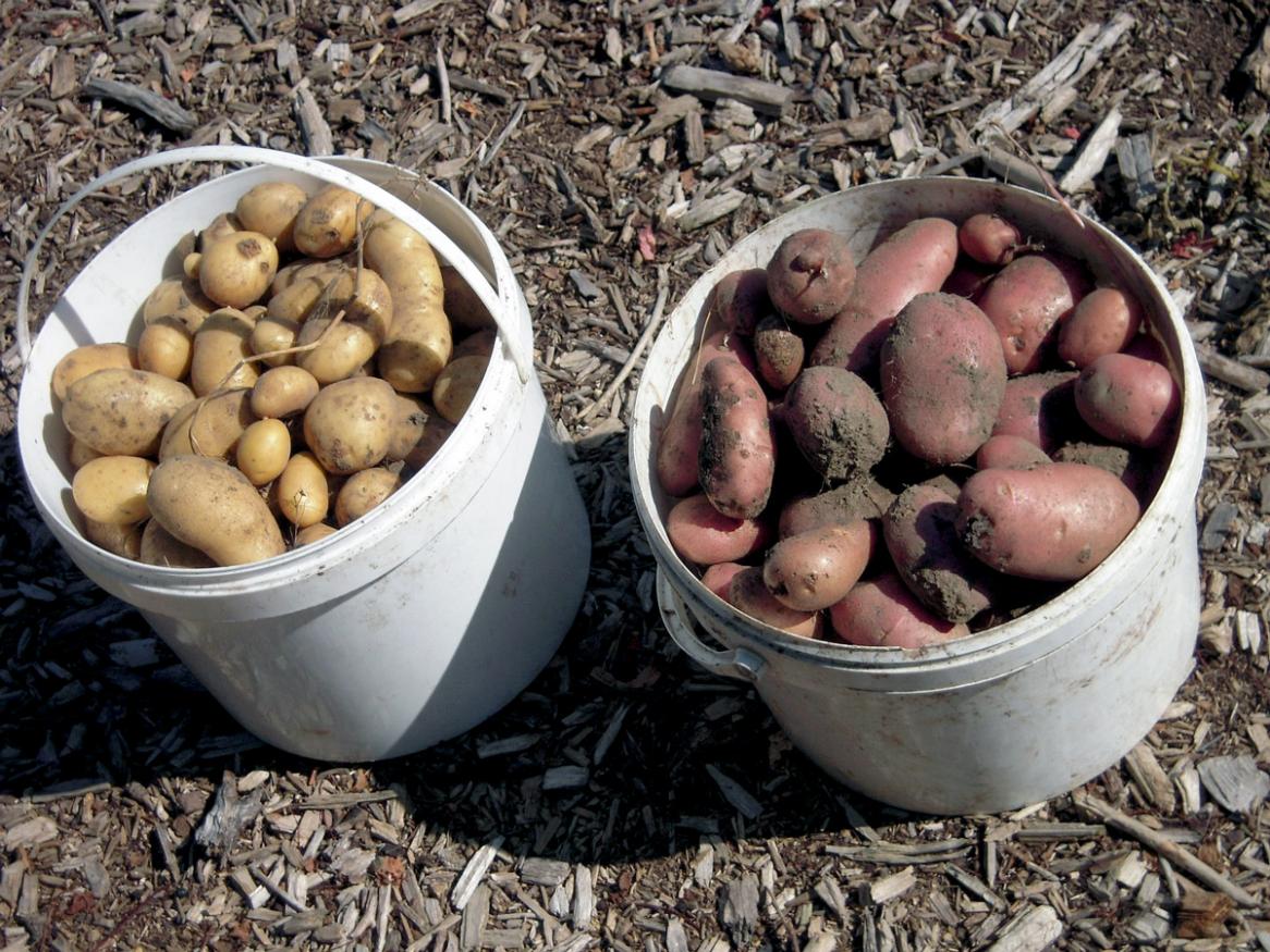Potatoes