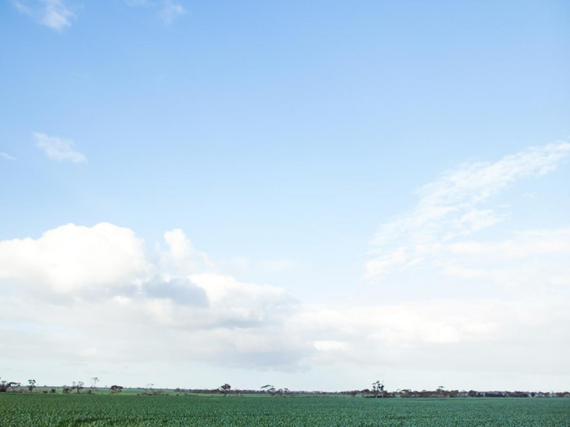 Roseworthy wheat crop