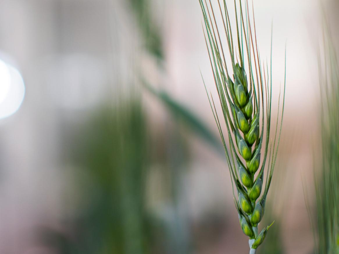 Wheat growing at Waite campus