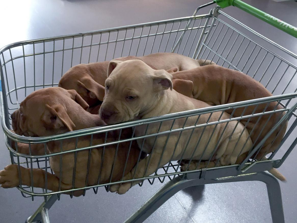 Puppies in trolley