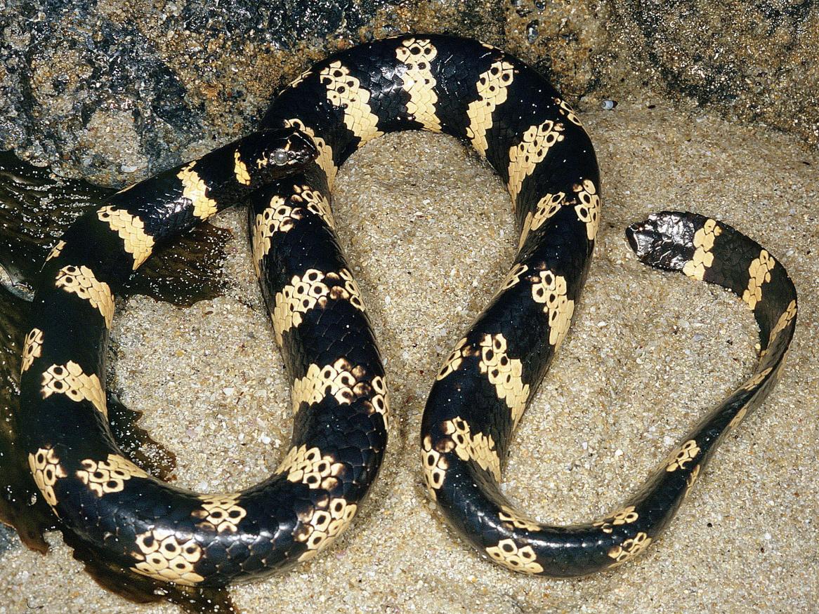 Emydocephalus orarius, or the Western Turtle-headed Sea Snake