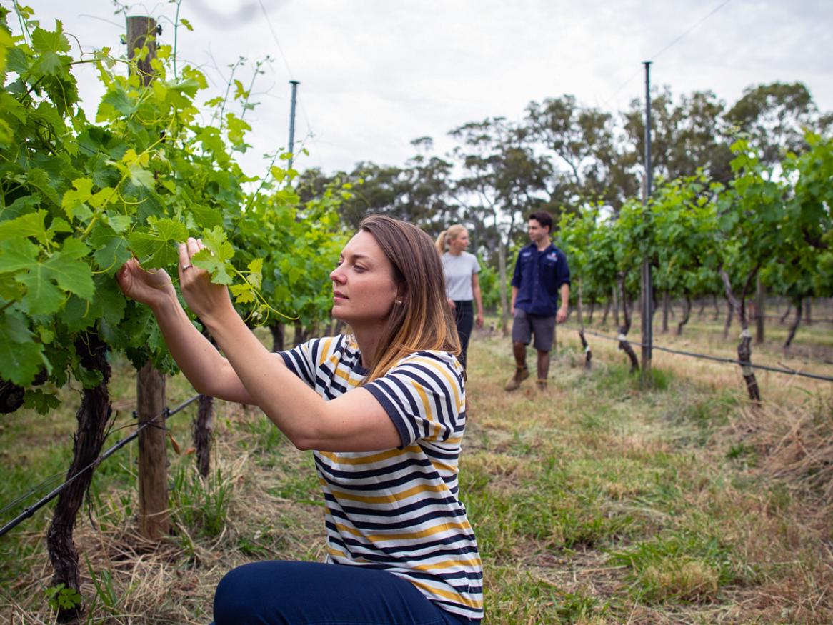 Viticulture and Oenology students Waite campus vineyard