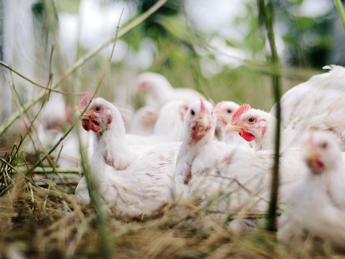 Chickens - Image by Bohdan Chreptak from Pixabay 
