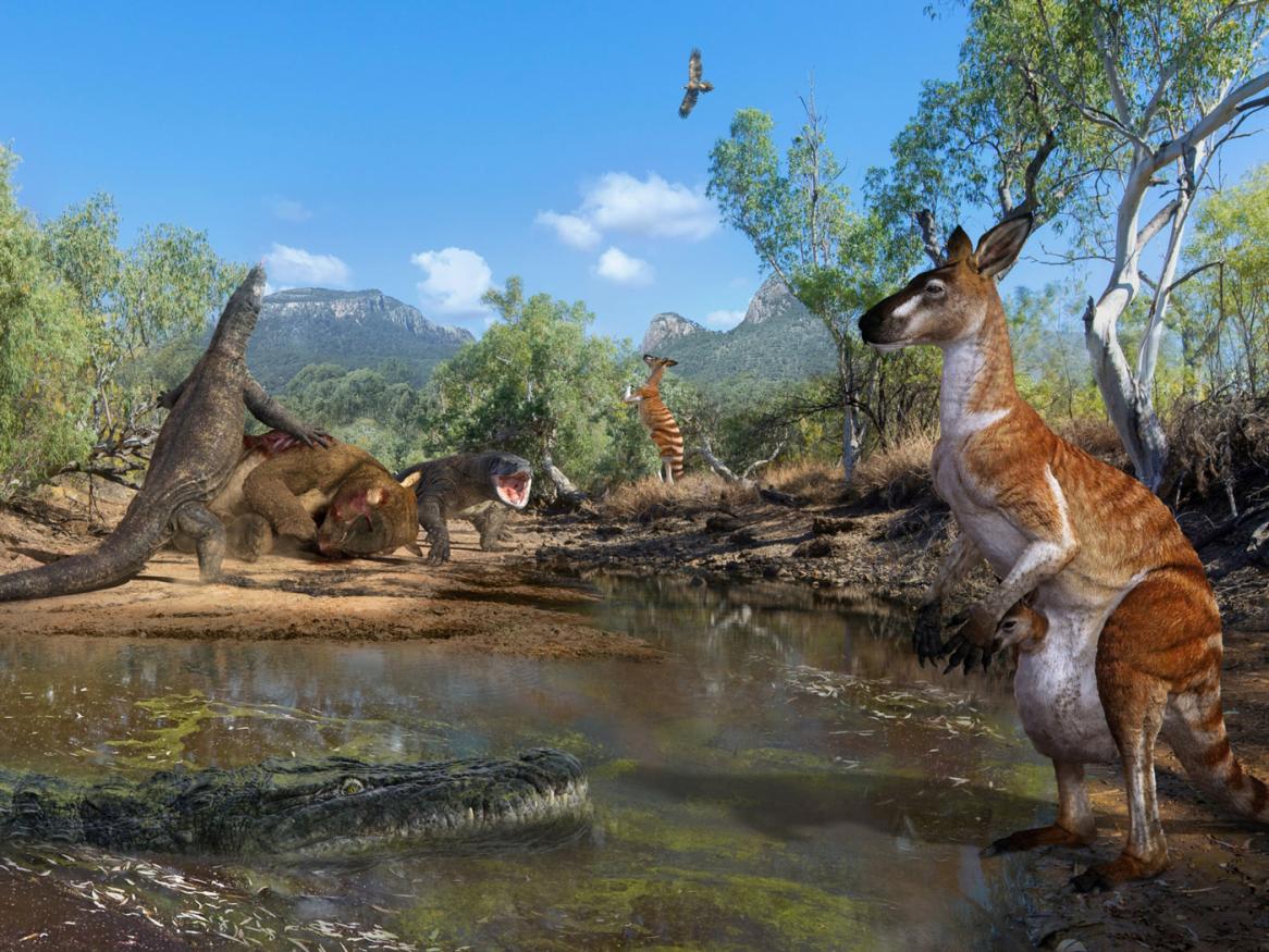 Life and death in tropical Australia, 40,000 years ago. Giant reptiles ruled northern Australia during the Pleistocene with mega-marsupials as their prey. Image Credit: R. Bargiel, V. Konstantinov, A. Atuchin & S. Hocknull (2020). Queensland Museum.