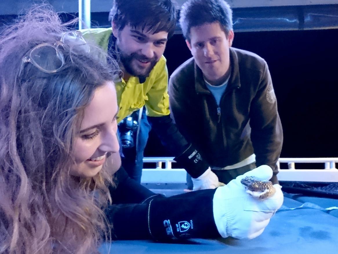 Dr Bruno Simoes (right) with students examining a snake during foraging in Western Australia. Photo: Bruno Simoes, University of Plymouth