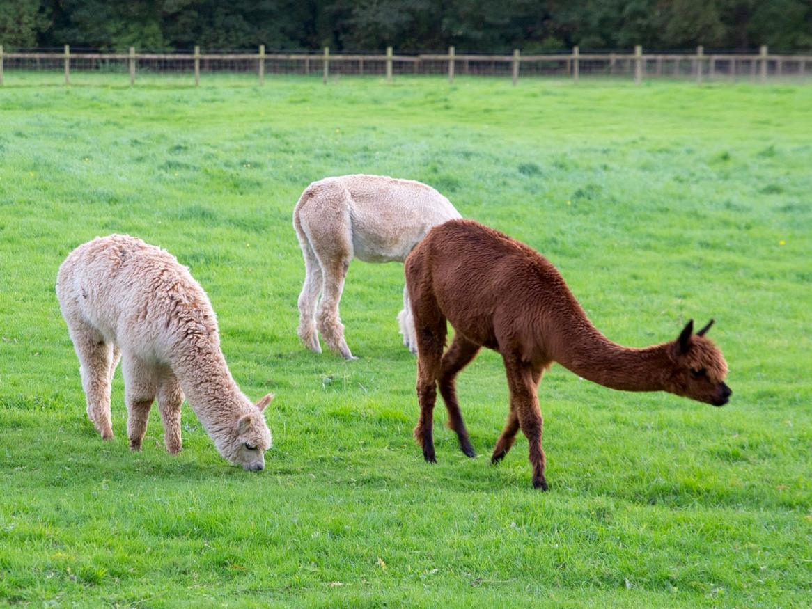Alpacas by siwalford65