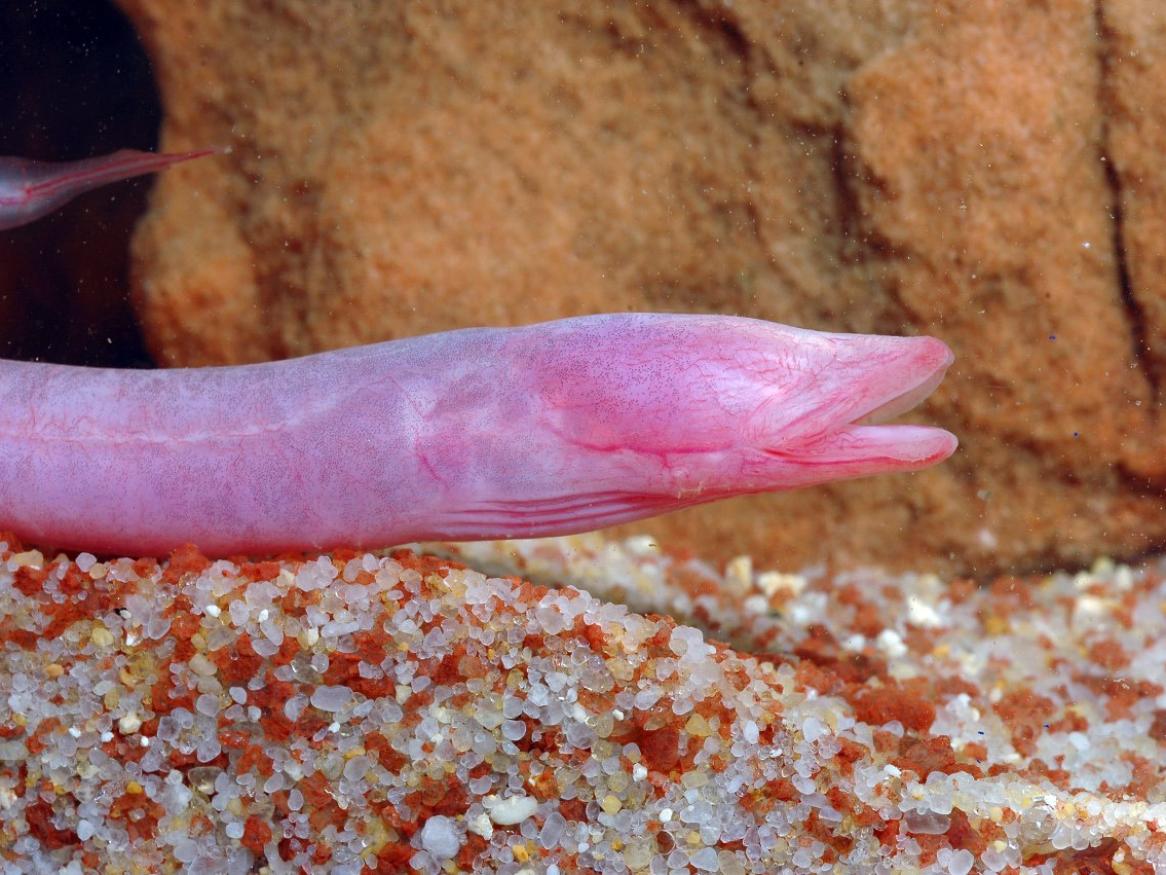 Blind Cave Eel (Ophisternon candidum)