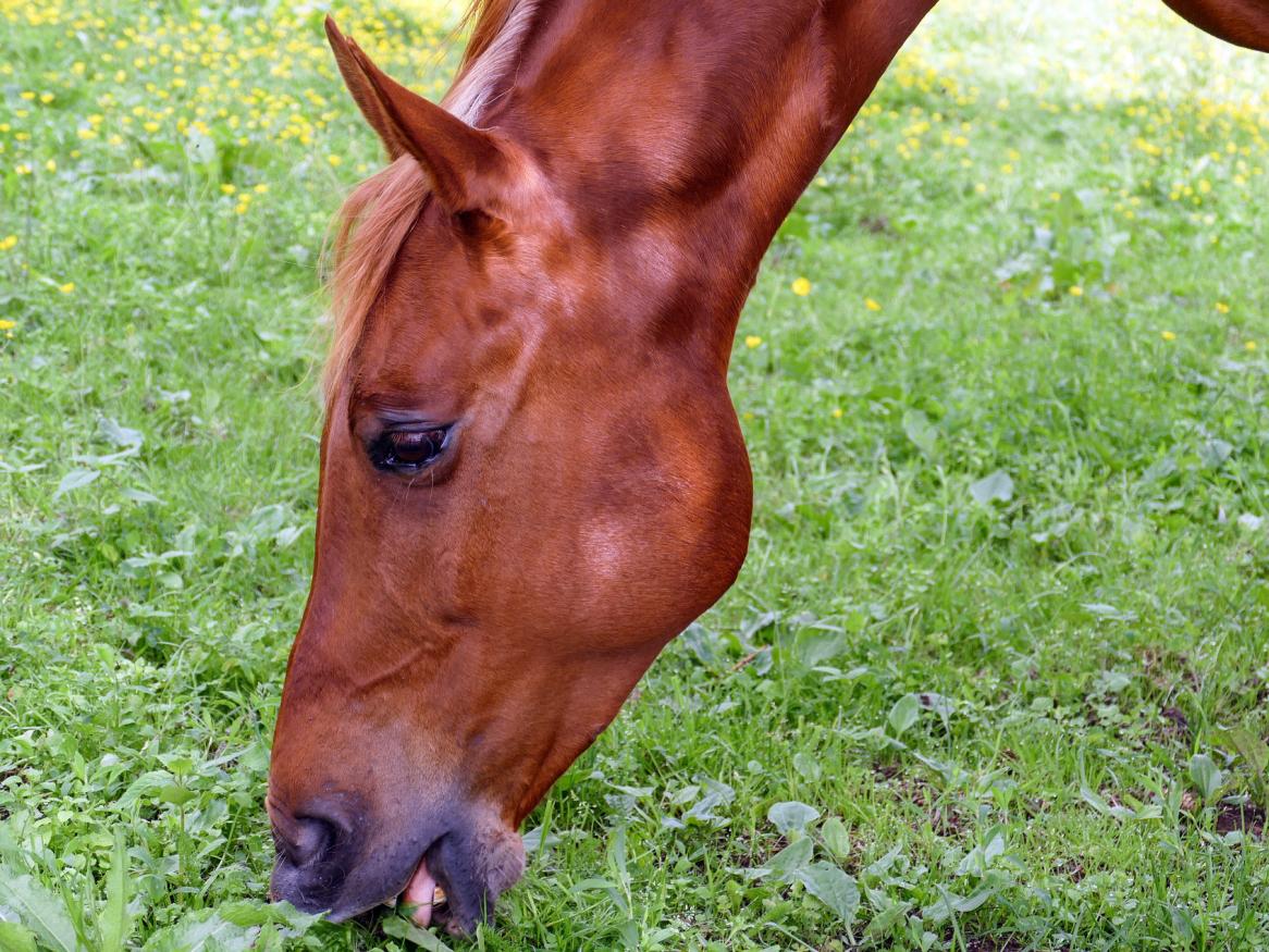 Horse image