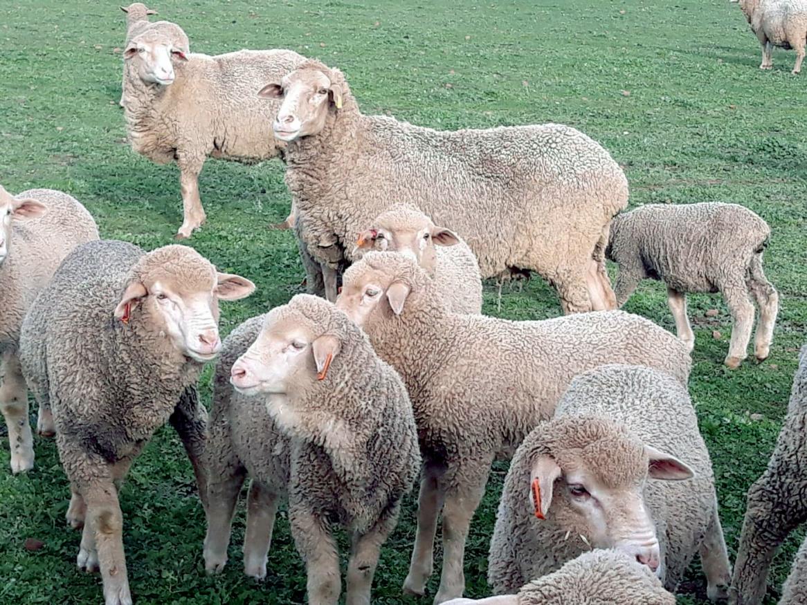 Sheep Roseworthy - Alyce Swinbourne