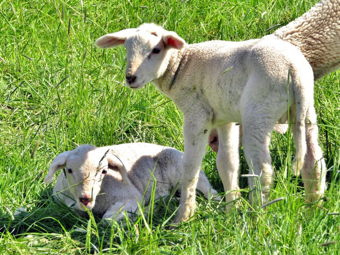 Merino lambs by s-ms_1989 on pixabay