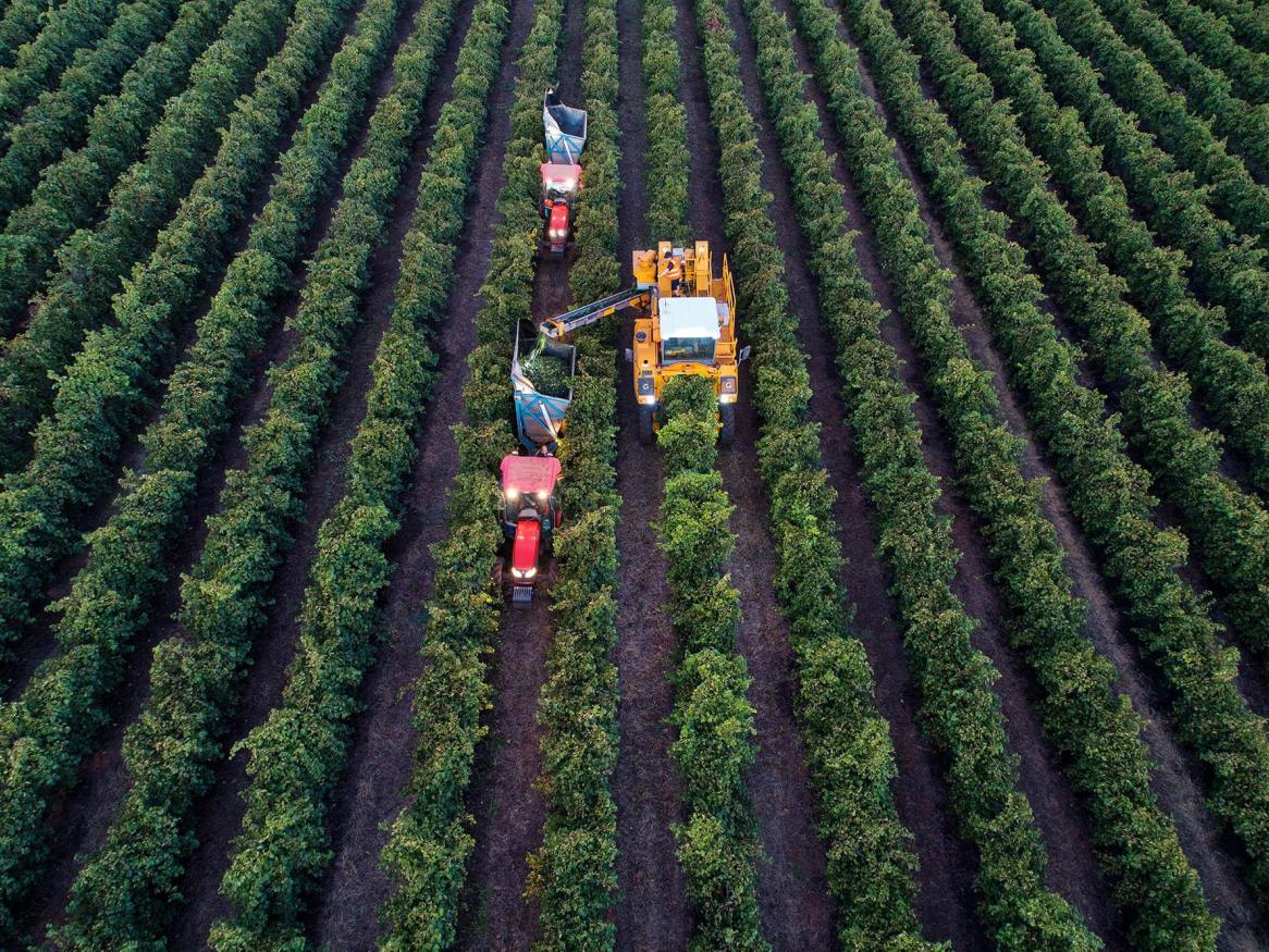 Vineyards by Riverland Wine