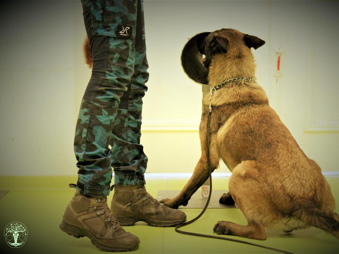 A COVID-19 detector dog enrolled in the NOSAIS program led by professor Dominique Grandjean and Clothilde Julien from the Alfort Veterinary School (France)