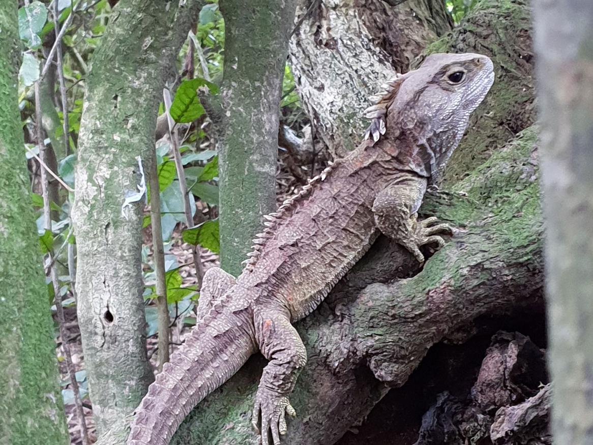 Dinosaur relative’s genome linked to mammals - Tuatara - photo by Nicola Nelson