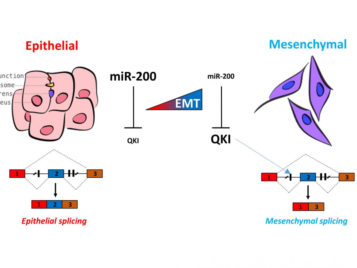 summary diagram gene regulation in cancer lab