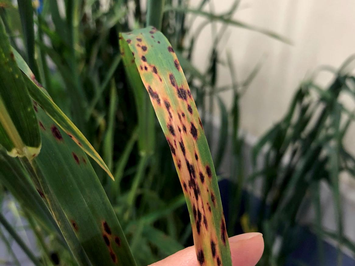 Septoria Leaf Blotch in oat