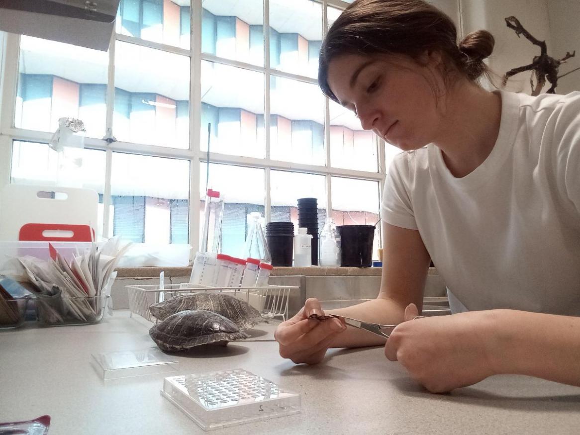Ms Katherine Hill is analysing a red-eared slider turtle shell sample as part of her studies to further develop this new forensics chemistry technique (image supplied Katherine Hill)