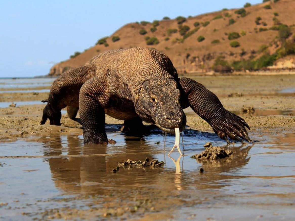 Komodo dragon by Achmad Ariefiandy, Komodo Survival Program