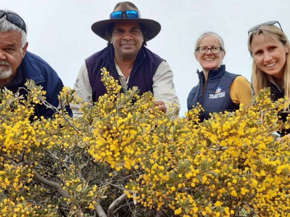Archie Saunders, Fred Pickett, Jasmin Packer, and Geraldine Turner are determined to save the "precious" Whibley wattle from extinction