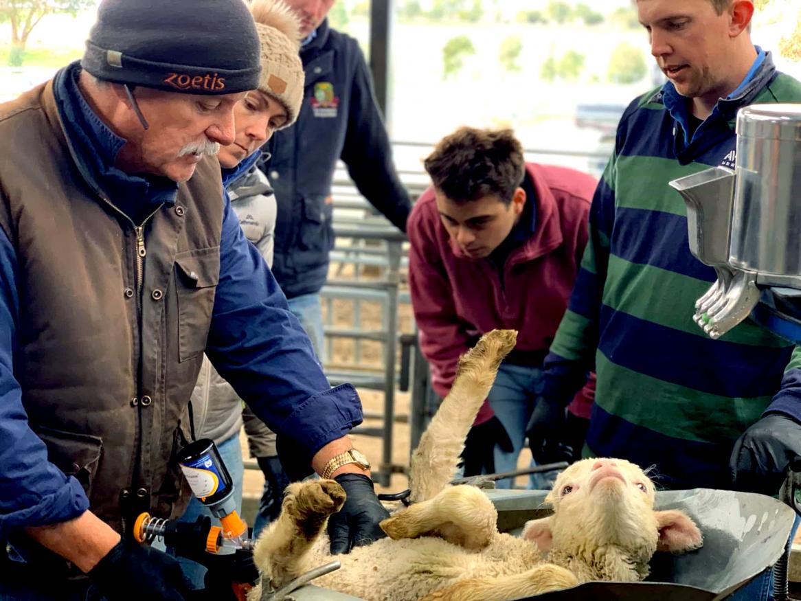 Numnuts lamb marking Avington Merino Stud