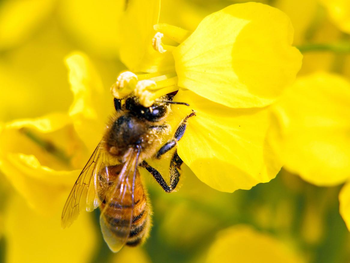 Bee flower image