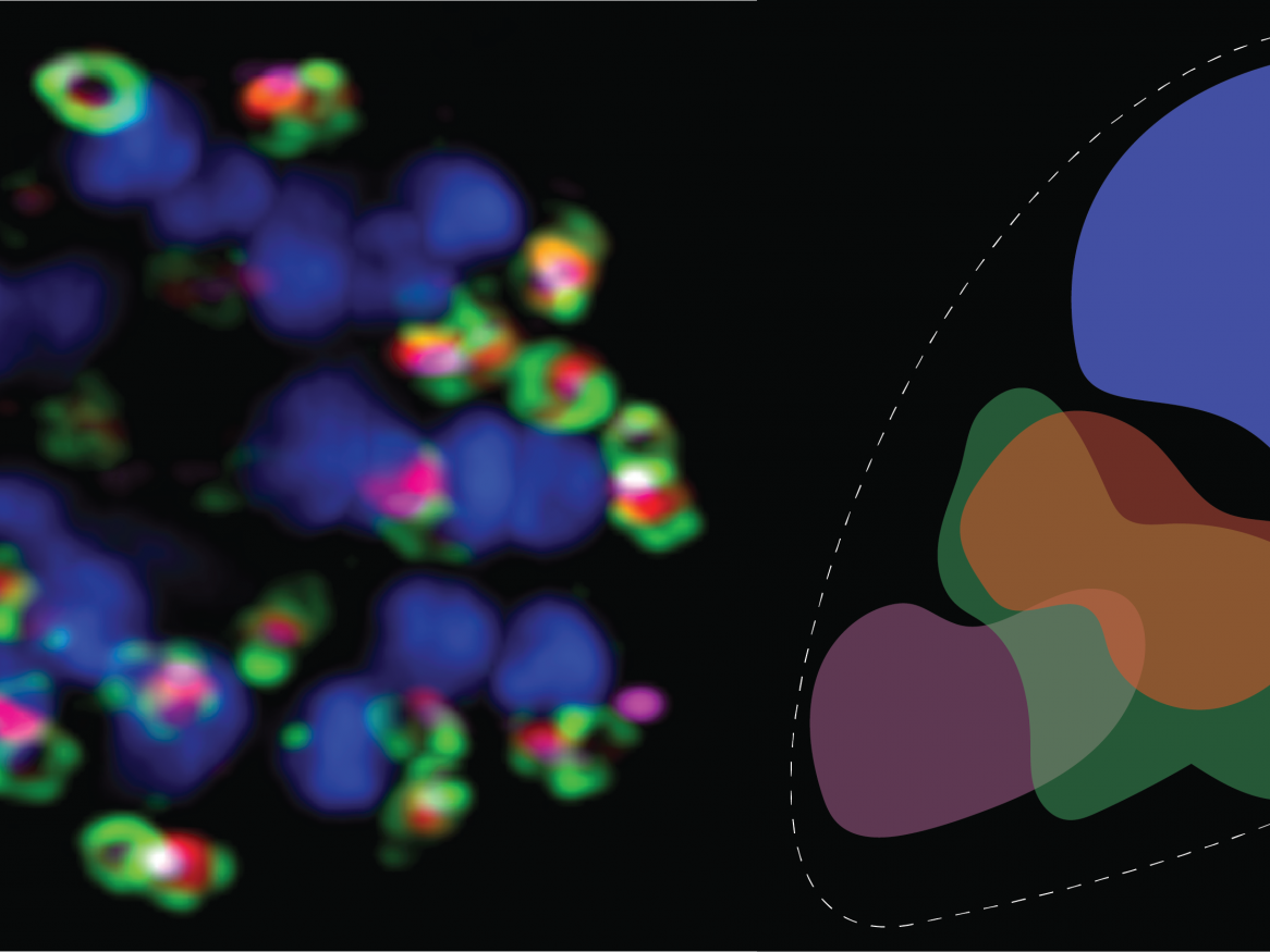 Malaria biology imaging - Danny Wilson