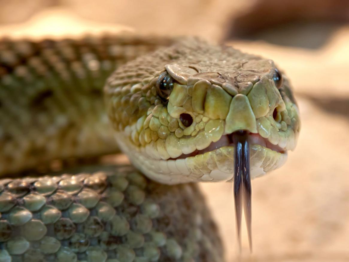 rattlesnake