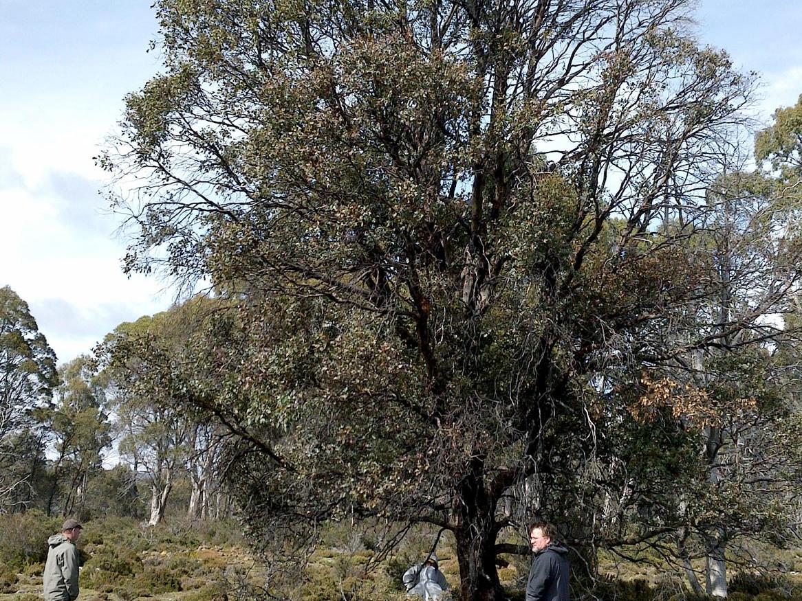 Tasmanian Cider gum